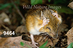 Napaeozapus-insignis